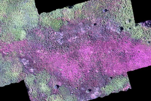Distinguishing species – hyperspectral camera