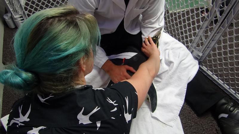 Séance d'acupuncture