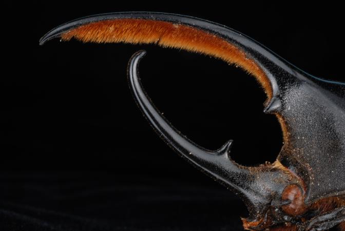Dynastes hercules (male) - South America
