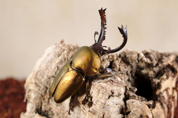 Figure 1: Male Lamprima adolphinae adult raised at the Insectarium de Montréal.