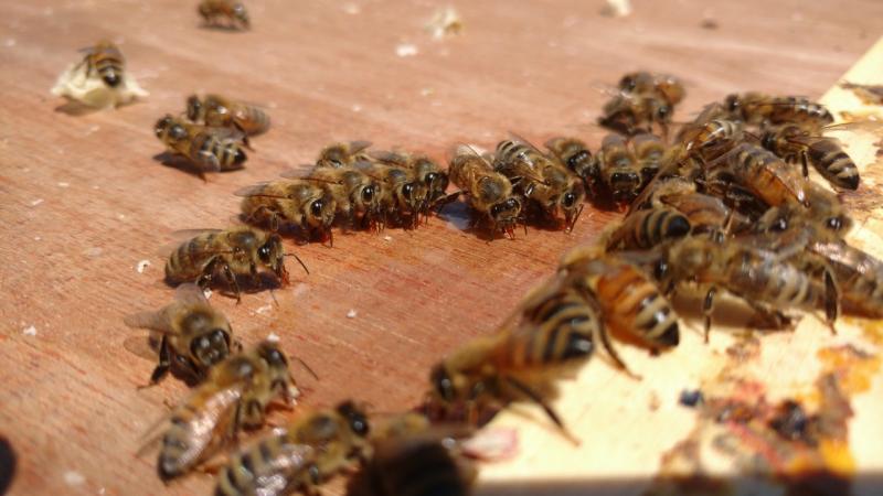 Abeilles