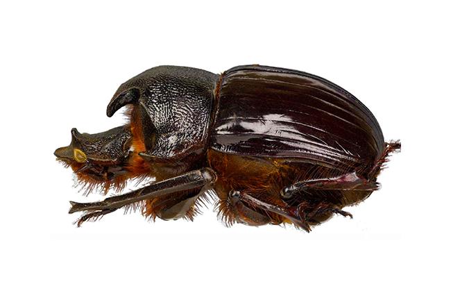 Heliocopris letiranti