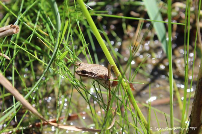 Jeune métamorphe (grenouillette) de rainette faux-grillon grimpant dans l’herbage à l’aide de ses petites ventouses.