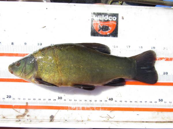Tanche européenne Tinca tinca prise lors des travaux de terrain de la chercheuse Suncica  Avlijas cand. Ph.D. de l'Université McGill et membre du Centre des Sciences de la Biodiversité du Québec.