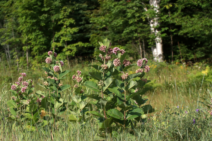 Asclépiade commune (Asclepias incarnata)