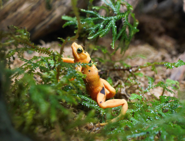 Grenouille dorée du Panama (Atelopus zeteki)