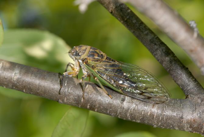 Cigale caniculaire (Neotibicen canicularis)