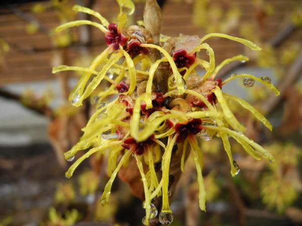 Hamamélis (Hamamelis x intermedia)