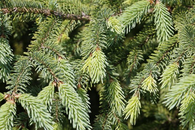 Black spruce (Picea mariana)