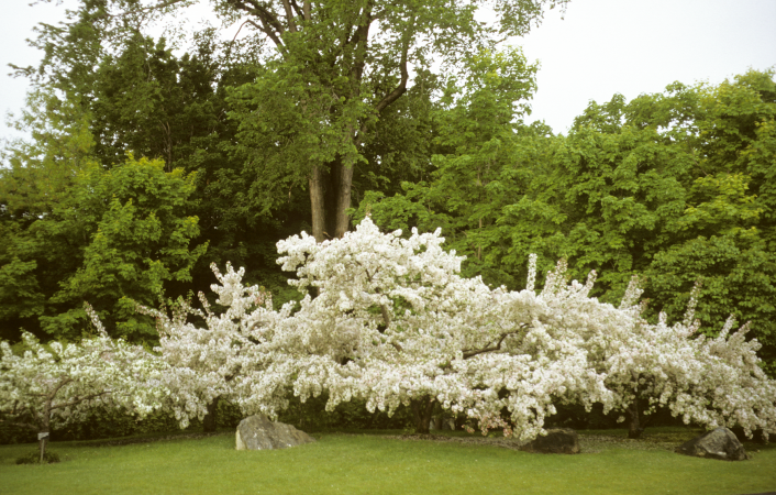 Malus floribunda in full bloom in the month of May at the Japanese Garden. It’s commonly called the flowering crabapple or Japanese crab.