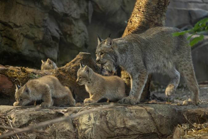 The lynx kittens with their mother