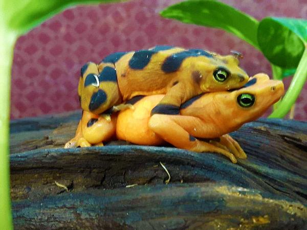 Male and female Atelopus zeteki in amplexus. 