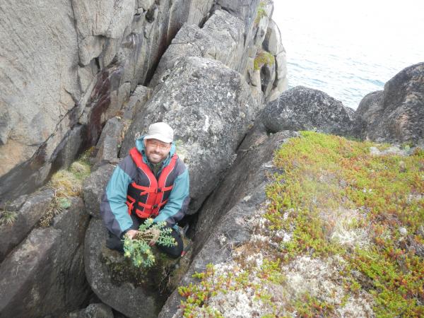 The ethnobotanist Alain Cuerrier on a collecting expedition of the Rhodiola rosea plant.
