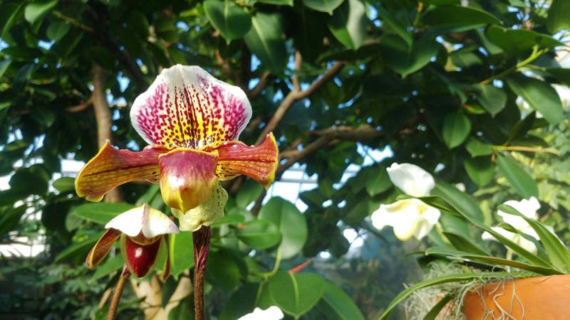 Paphiopedilum coriolanus