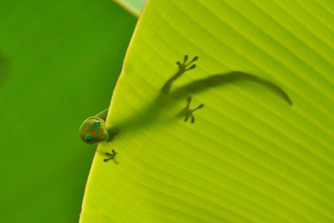 Gecko diurne à poussière d’or (Phelsuma laticauda)