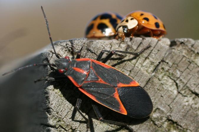 Boxelder bug and asian lady beetles