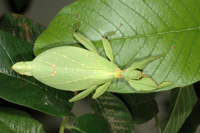 Phyllium philippinicum