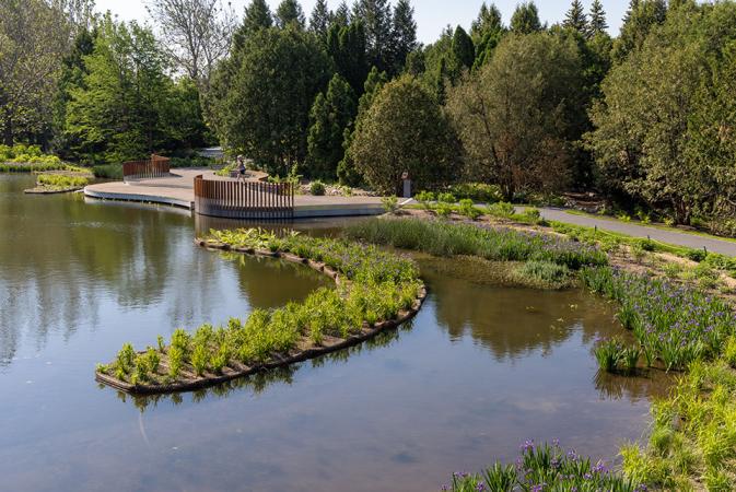 Des plantes indigènes comme barrière aux végétaux envahissants.