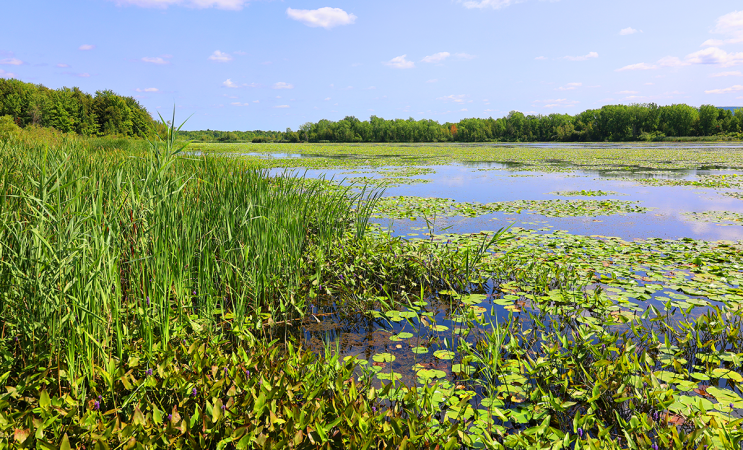 Currently, only 16 percent of land and freshwater environments and 8 percent of the marine environment are protected.