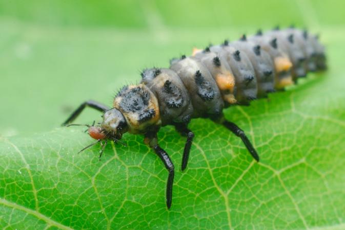 Ladybug larva eating aphid