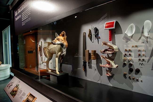 Red fox taxidermy in the display case of the exhibition A Close-knit Nature