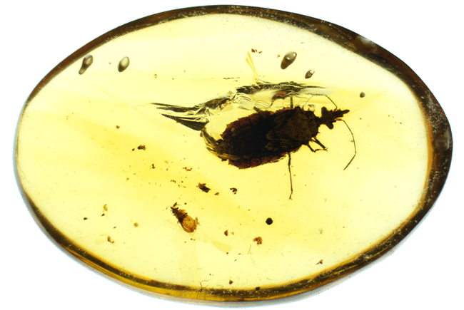 Cet insecte, nommé Sauronaradus meganae, a été retrouvé dans de l'ambre birman datant de la période Crétacée.