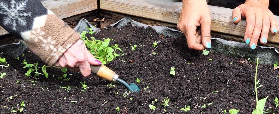 Gardening Activities in Montréal's CHSLDs
