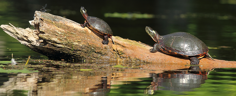 Enjoying water bodies while preserving the fauna and flora