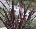 Le Phormium tenax