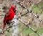Cardinal