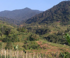 A first breeding farm for leaf insects in Indonesia
