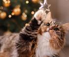Noël avec vos animaux de compagnie