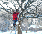 Pruning crabapple trees during the dormant season in the Japanese Garden
