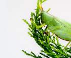 Une sauterelle licorne à l’Insectarium? - Carrousel
