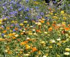 Edible flowers