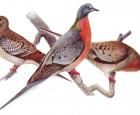 Tourte voyageuse (Ectopistes migratorius)