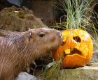 Capybara du Biodôme à l'Halloween
