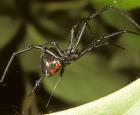 Latrodectus sp. © Espace pour la vie