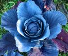 Red cabbage
