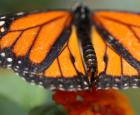 Monarch butterfly