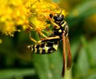 Guêpe Poliste gaulois (Polistes dominula)
