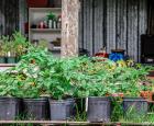 Quelques récoltes des Jardins Lakou.