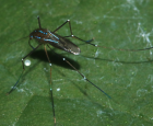 Vivre en paix avec les insectes piqueurs et mordeurs