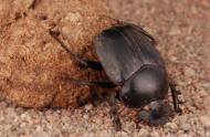 Scarabaeus sacer