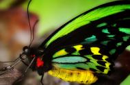 Ornithoptera priamus poseidon - mâle, Australie