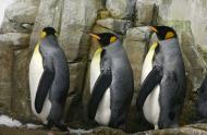 Manchots du Biodôme