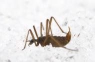 The incredible snow fly
