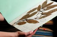 Marie-Victorin Herbarium