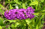 Buddleja davidii 'Santana'