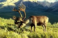 Caribou